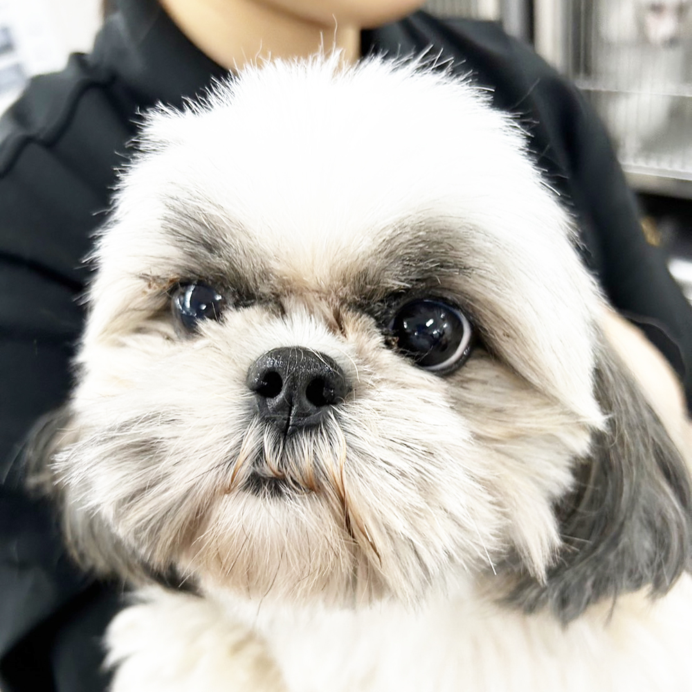 生徒が撮影したモデル犬の写真♪②